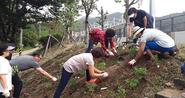 비산3동 달맞이 꽃 심기 / 사진=비산3동