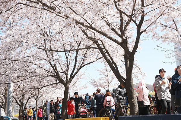 충훈벚꽃축제