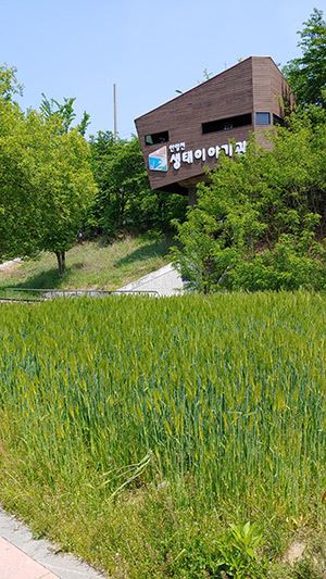 안양천생태이야기관 안양천변 청보리밭 장관 연출 / 사진=생태이야기관