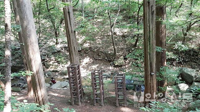 명품나무숲인 메타세쿼이야 나무숲