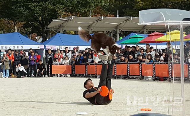 ‘댕댕이들 모여!’ 안양반려동물사랑나눔축제 성황리 개최