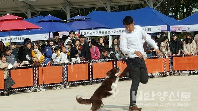 ‘댕댕이들 모여!’ 안양반려동물사랑나눔축제 성황리 개최