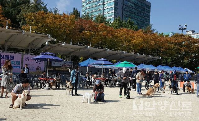 ‘댕댕이들 모여!’ 안양반려동물사랑나눔축제 성황리 개최