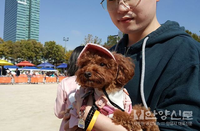 ‘댕댕이들 모여!’ 안양반려동물사랑나눔축제 성황리 개최