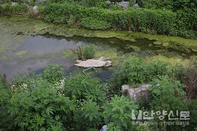 관리소홀 틈탄 안양천변 불법경작 심각 '파괴되는 자연하천 안양천'