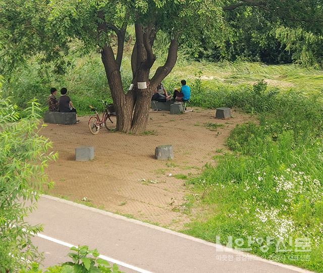 안양천은 들꽃의 천국, 석양과 함께 아름다운 장관 연출