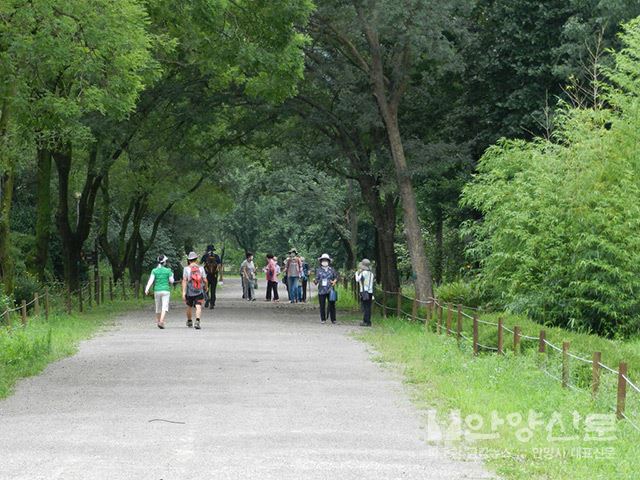 81세 박유서 숲해설가 서울대관악수목원에서 숲해설가로 봉사활동