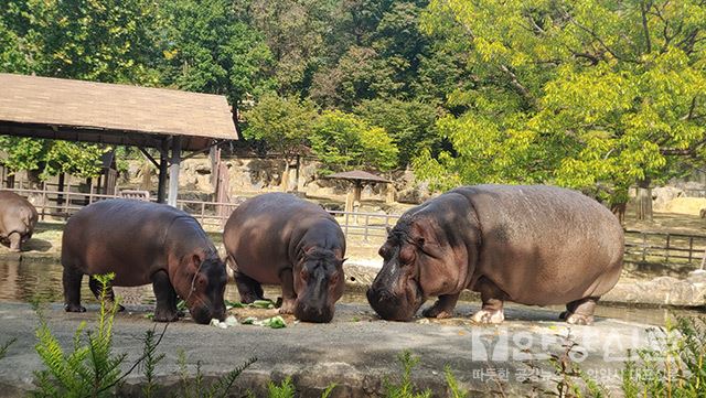 코로나19로 지친 일상 서울대공원에서 힐링하세요