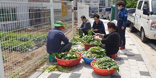 안양9동 새마을부녀회 텃밭 재배 무농약 얼갈이김치 나눔행사