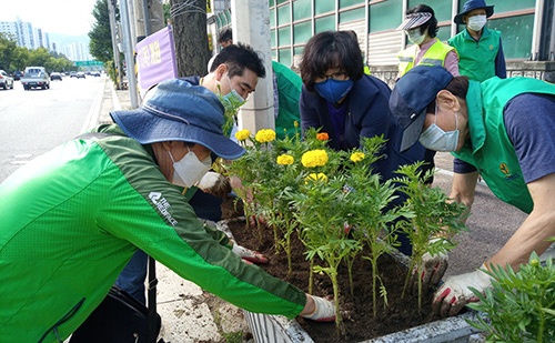 안양시의회 정덕남 시의원, 비산2동 가을꽃 식재 