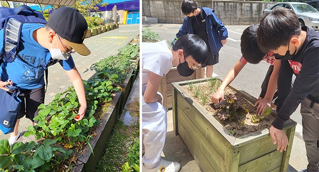 삼성초등학교, 5학년 도시농부 체험 활동 결실... 쌈으로 꽃 피워