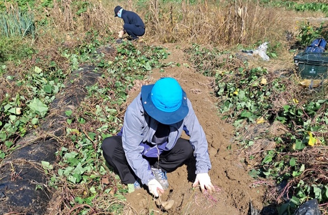 법무부 안양준법지원센터, 가을 수확철 고령농가 일손돕기 실시